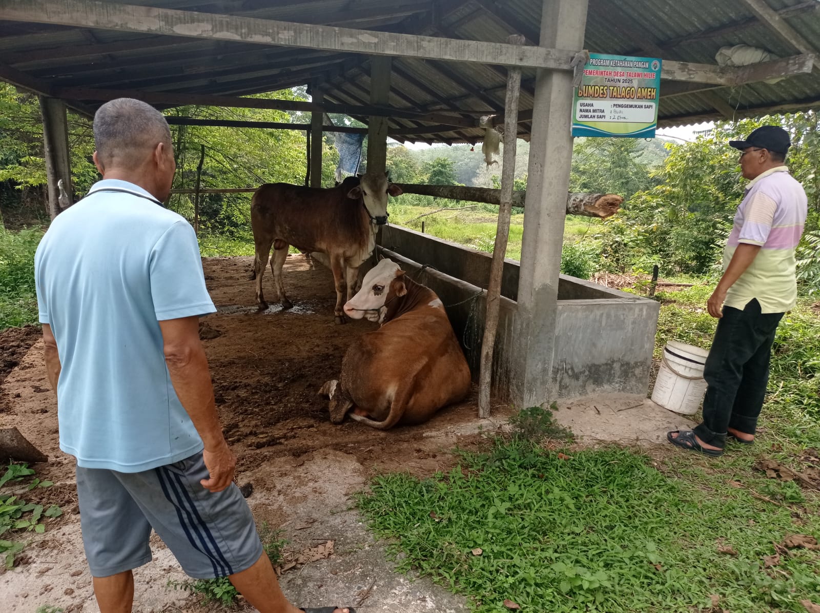Direktur dan Pengawas Tinjau Kondisi Sapi BUMDesa di Kandang Mitra