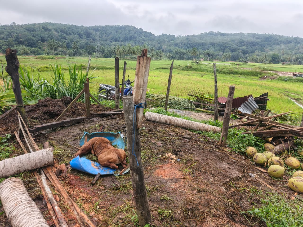 Hujan Deras Disertai Angin Kencang Landa Talawi Hilie, Sejumlah Pohon Tumbang dan Akses Warga Terganggu