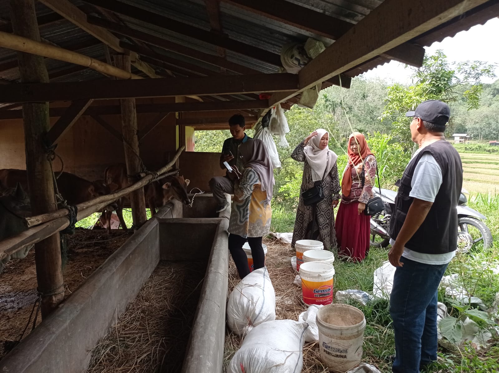 Puskeswan Sawahlunto Periksa Kesehatan Sapi BUMDesa Talago Ameh, Dua Ekor Sapi Baru Dipastikan Sehat